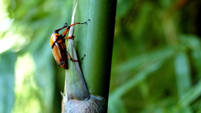 竹虫啃噬新鲜竹液