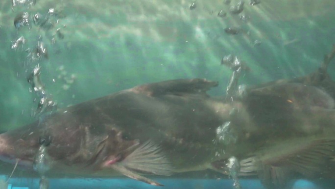 活鱼展示水下视角高速镜头