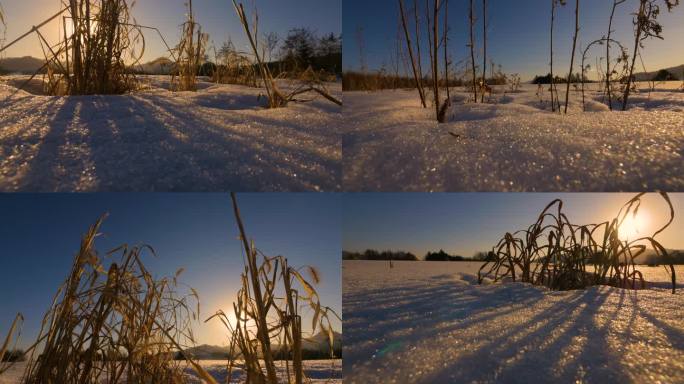4k  阳光下雪地的枯草 冬天空镜头