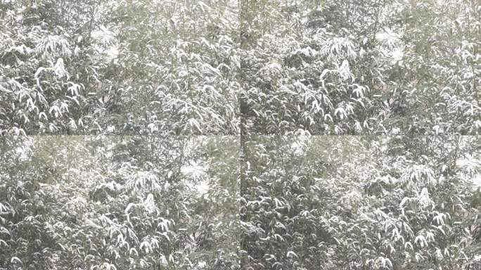 雪中的竹林