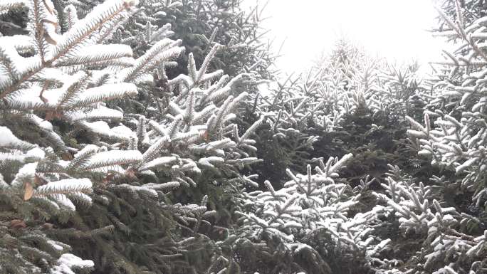挂着厚厚积雪的松树林松树枝