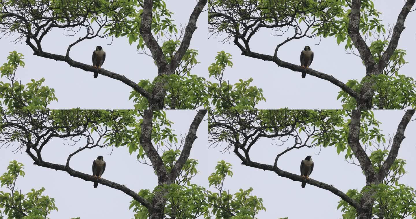 老鹰（游隼）站在树枝上