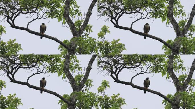 老鹰（游隼）站在树枝上