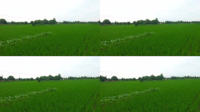实拍农业成片水稻视频素材