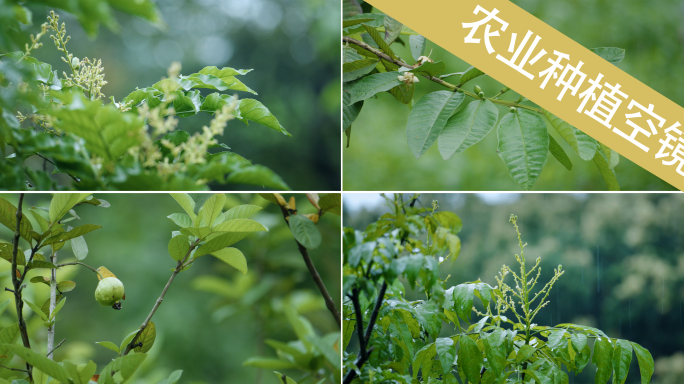 小满 果实 农作物 果园生长种植绿色生态