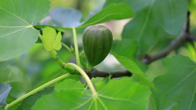 果园里的无花果