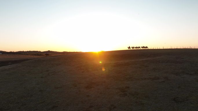 乌兰布统的草原落日的骆驼群