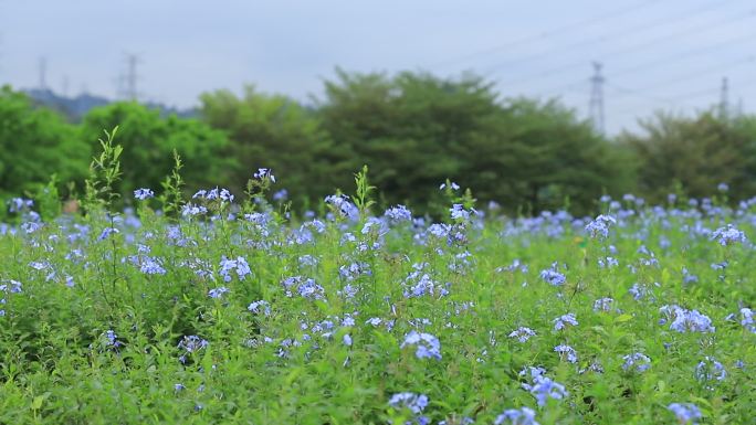 深圳陌上花公园蓝雪花