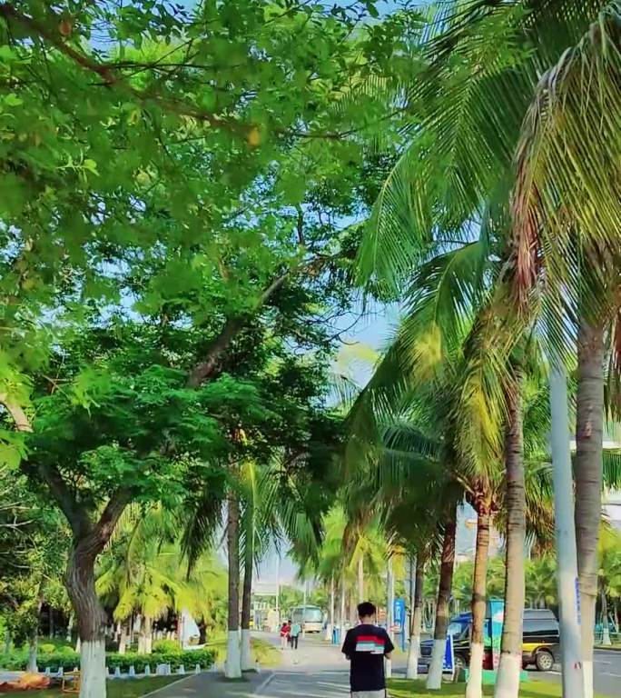 海南热带椰子树椰子