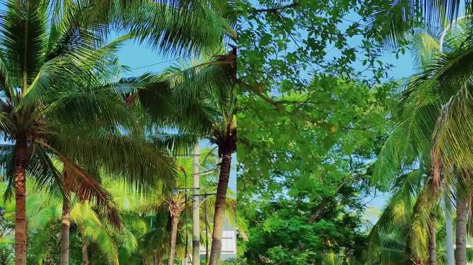 海南热带椰子树椰子