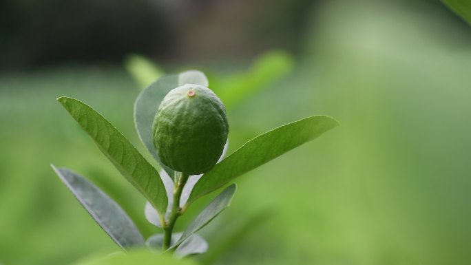 香水柠檬果实