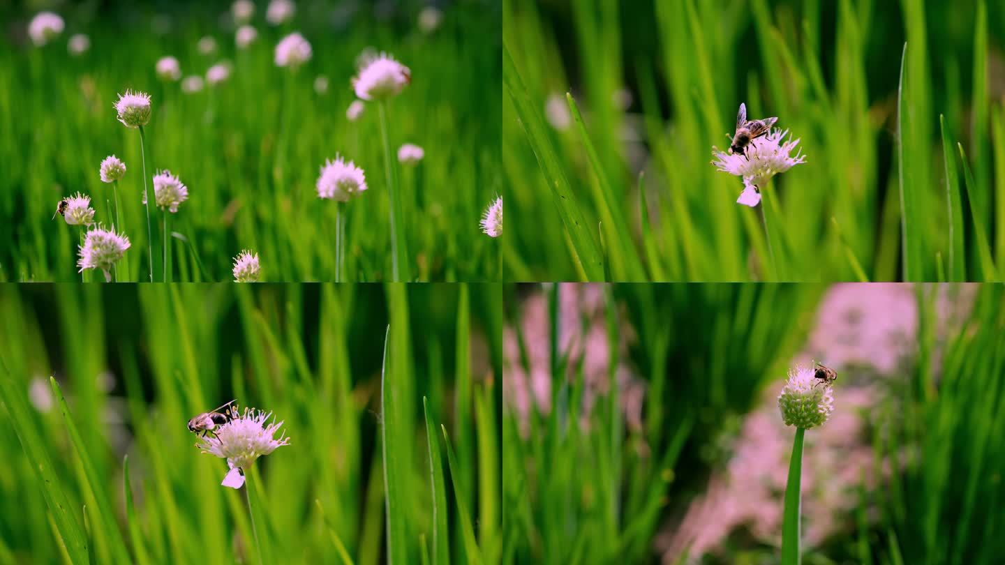 葱花和蜜蜂