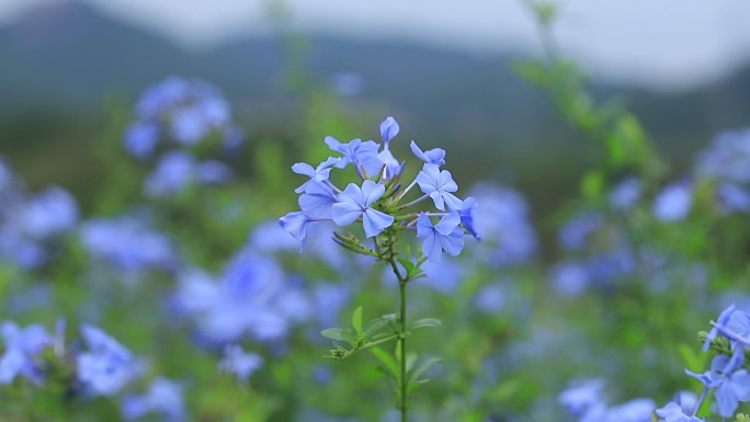 深圳陌上花公园蓝雪花