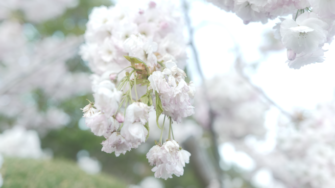 唯美浪漫春天樱花春暖花开