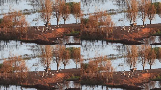 黑颈鹤在湿地沐浴晨光