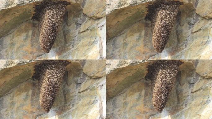 密密麻麻的野生蜜蜂在悬崖上做巢产蜜