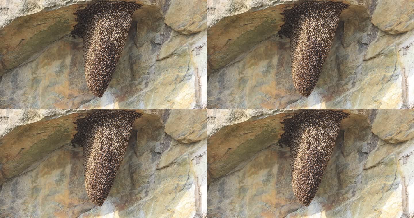 密密麻麻的野生蜜蜂在悬崖上做巢产蜜