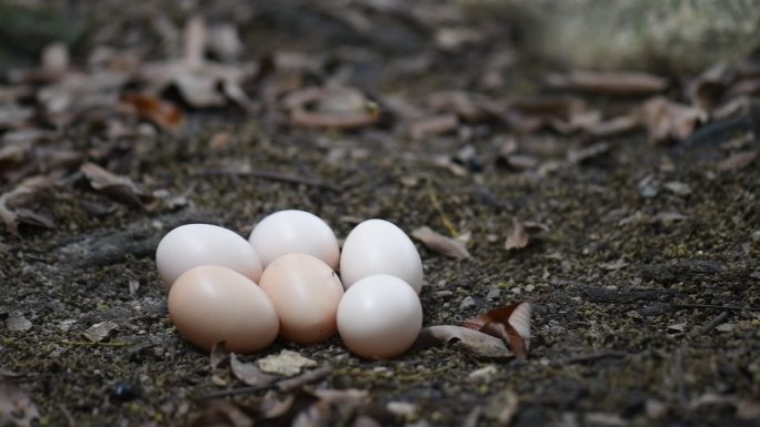 地上的鸡蛋