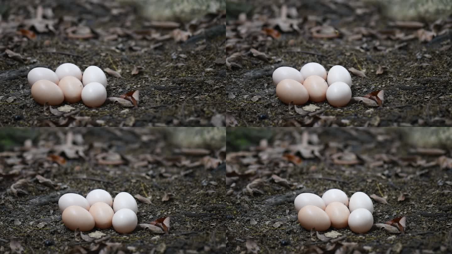 地上的鸡蛋