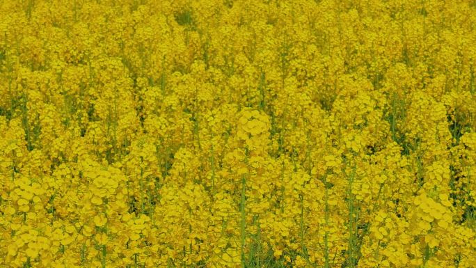 春暖花开油菜花花海