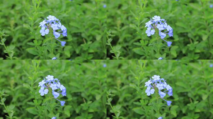 深圳陌上花公园蓝雪花