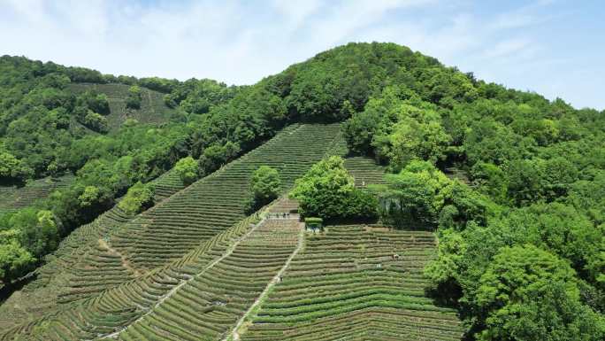 4k原素材-杭州茶山龙井村