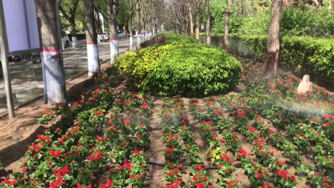 绿地 植物 花卉 喷淋