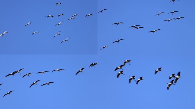 一群黑颈鹤在蓝天间飞行的升格动作