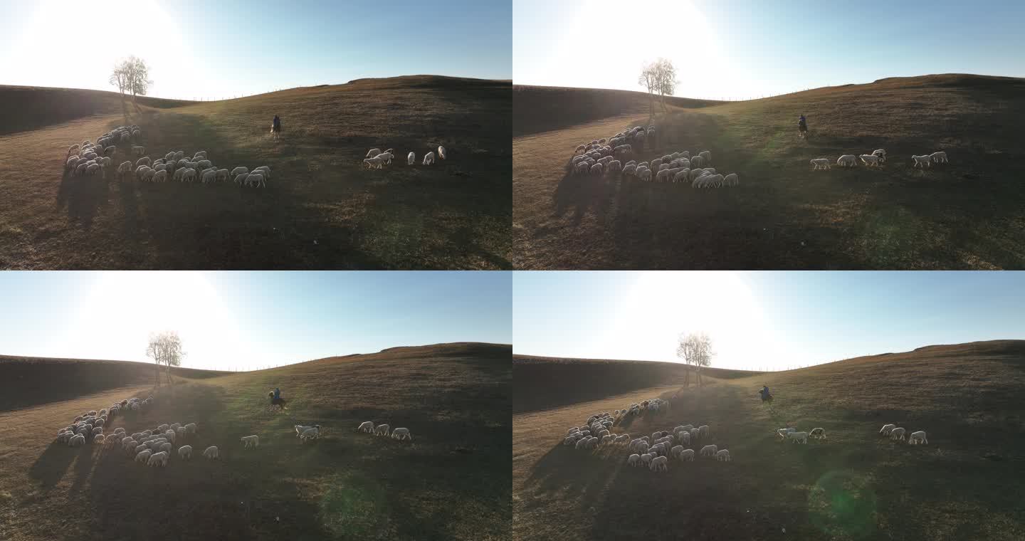 乌兰布统的草原落日的羊群蒙古包