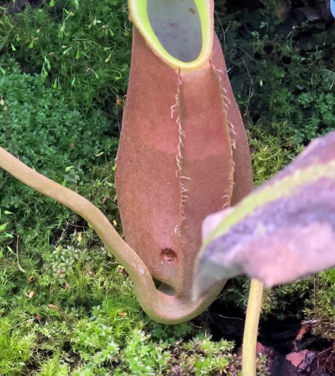 竖屏猪笼草 热带植物热带食虫植物食虫植物