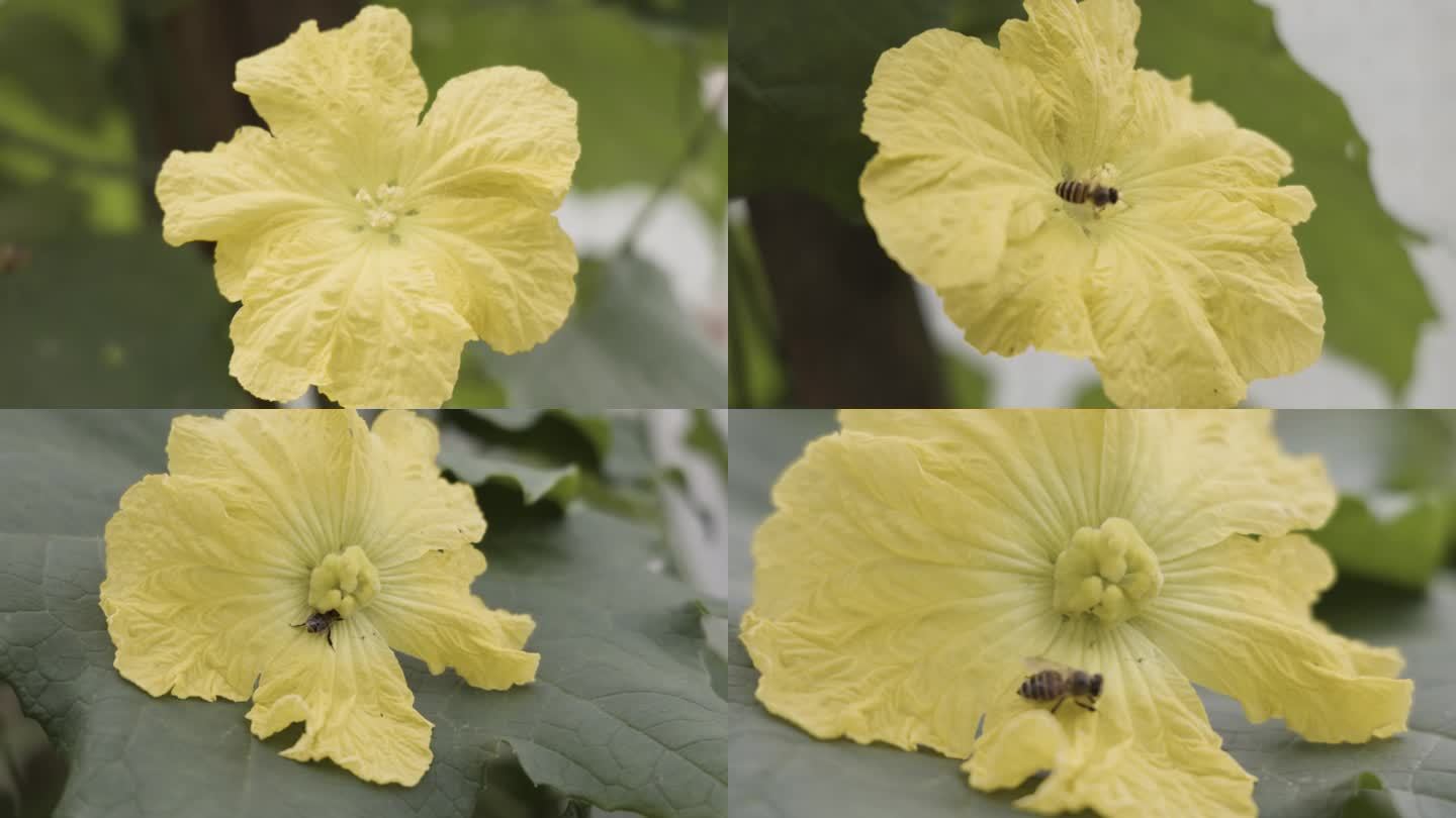 蜜蜂飞到丝瓜花上采蜜_蜜蜂飞舞