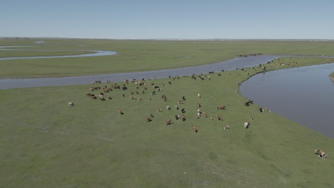 克鲁伦河航拍牛羊草原