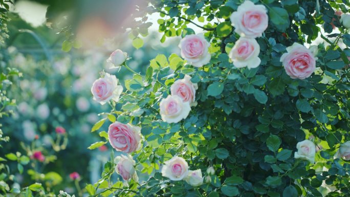 4K逆光唯美花朵 唯美花园 玫瑰花园
