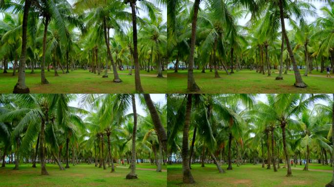 阴天海南岛椰树林 海边椰子树 热带风情