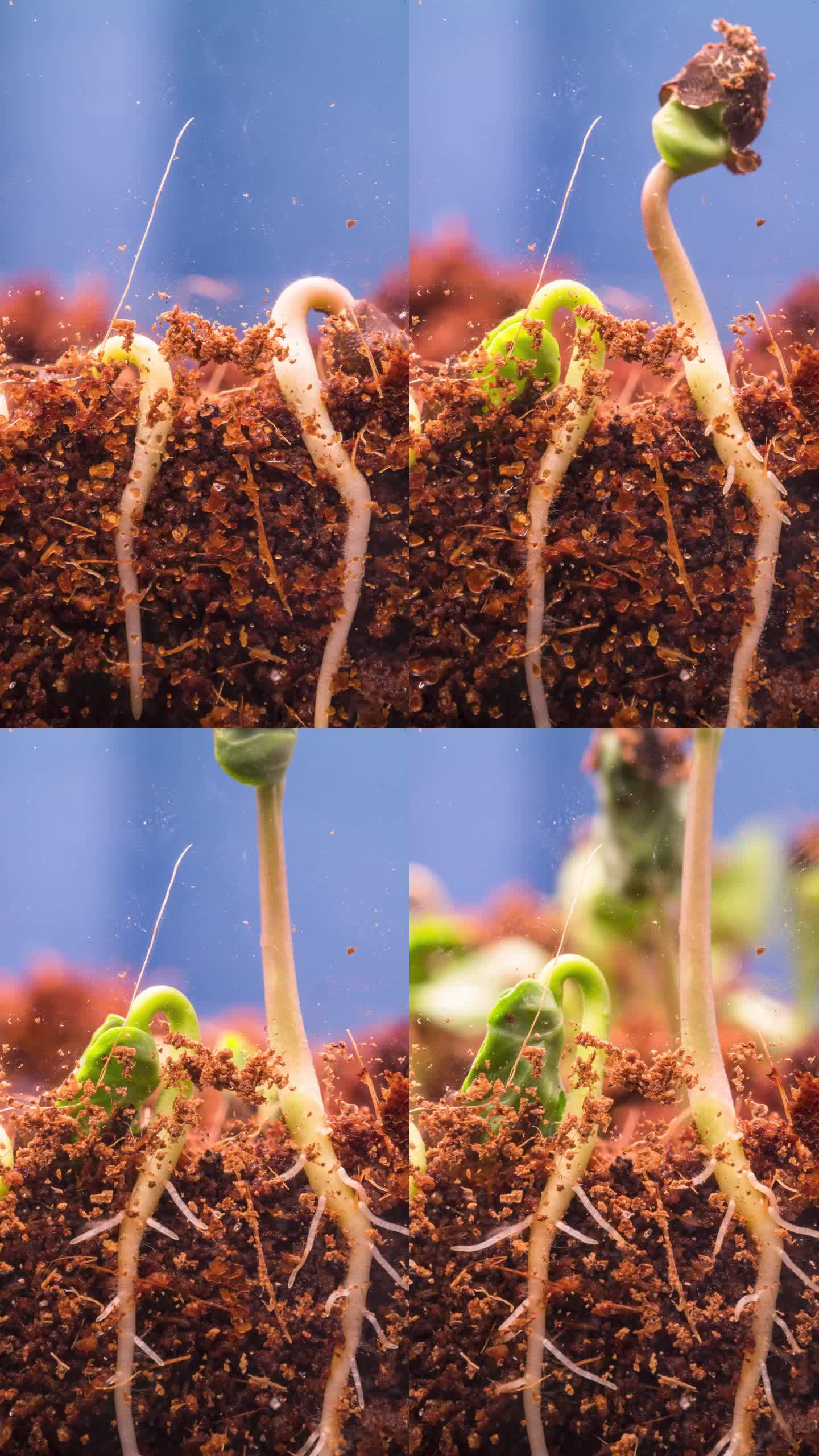 4K高清 延时摄影 植物生长 生根发芽