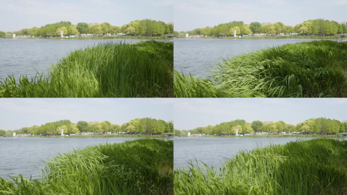 春天水边的绿色芦苇摇晃4K