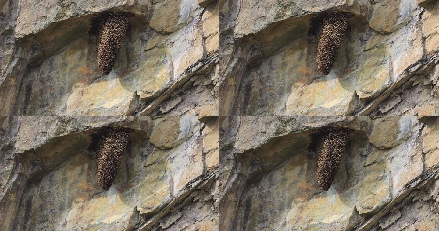 在悬崖峭壁上的野生蜂巢