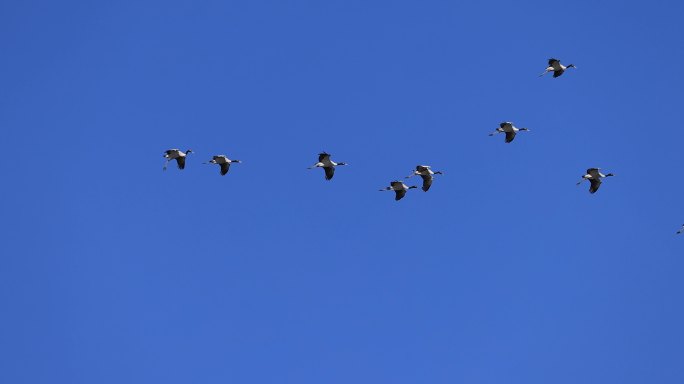 黑颈鹤在蓝天下自由滑翔的升格视频