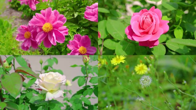 鲜花 春天 阳光花朵 蜜蜂采蜜 花草