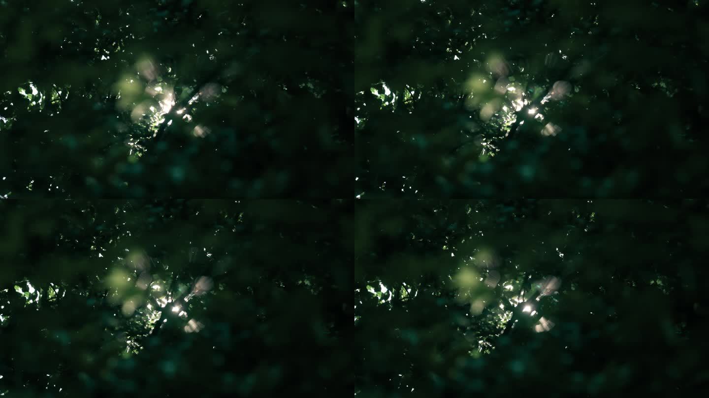 光影树林054