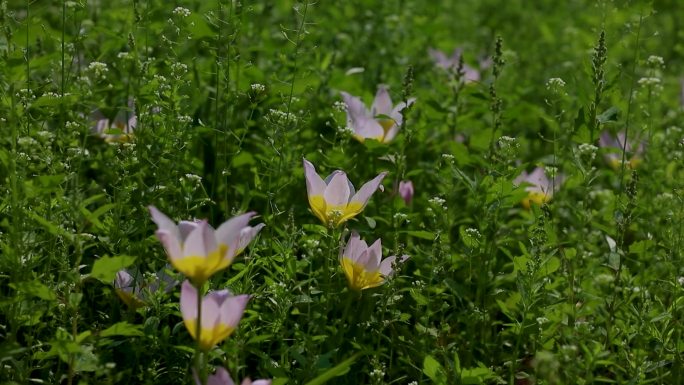 郁金香花海