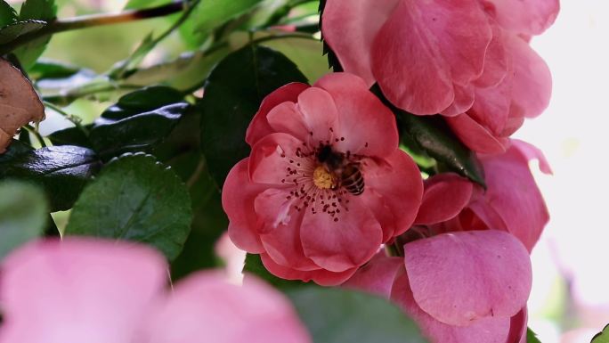 蜜蜂采蔷薇花蜜