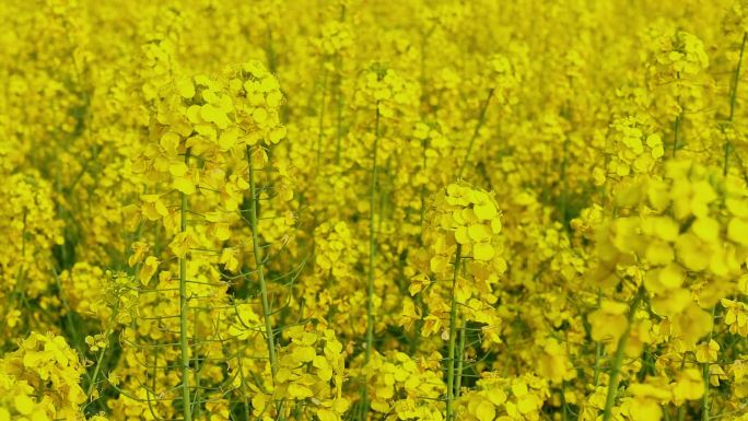 春暖花开油菜花花海