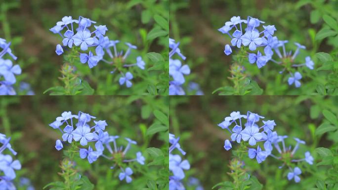 深圳陌上花公园蓝雪花