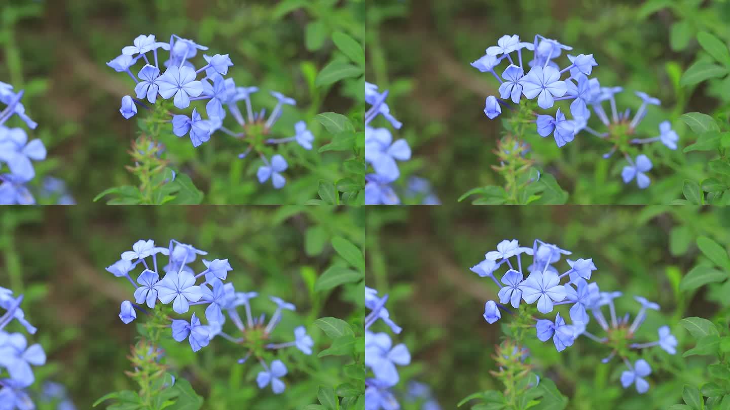 深圳陌上花公园蓝雪花