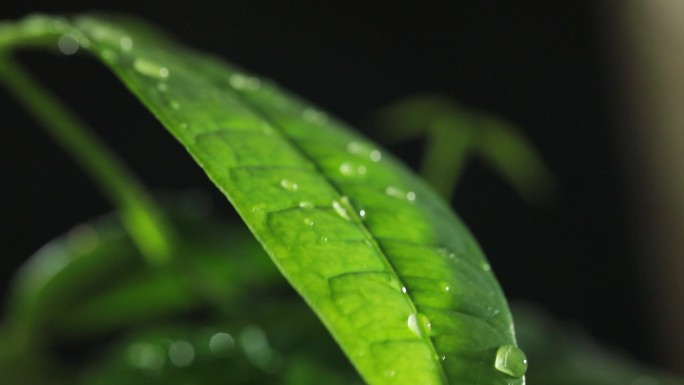 雨滴落在树叶上