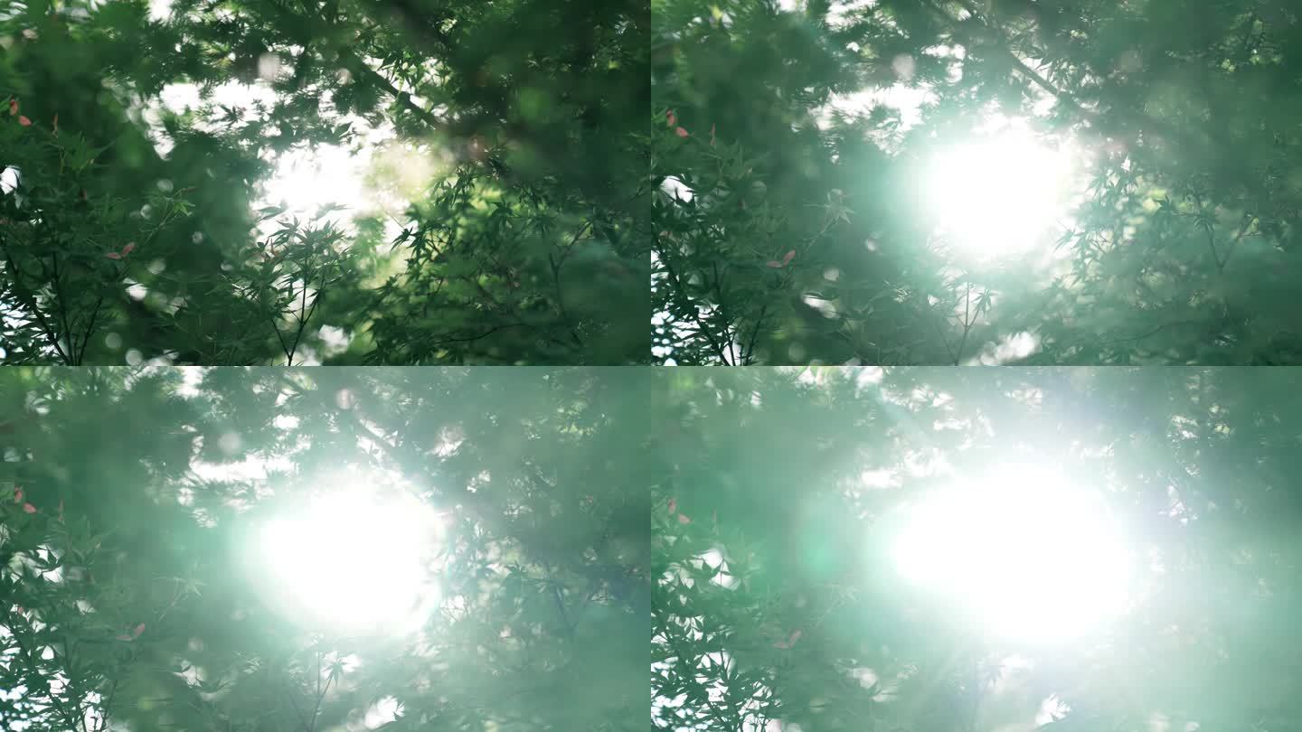 光影树林038