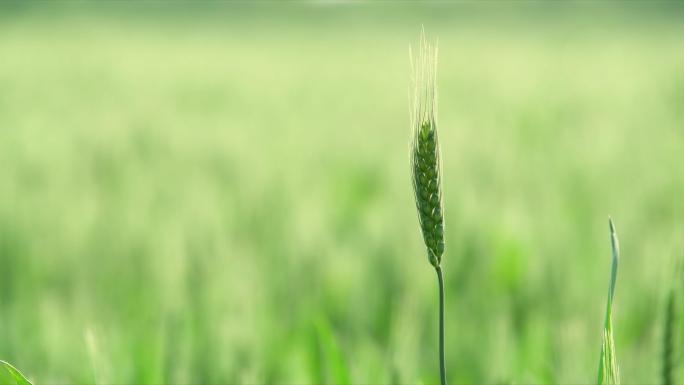 绿色小麦 麦穗 麦子