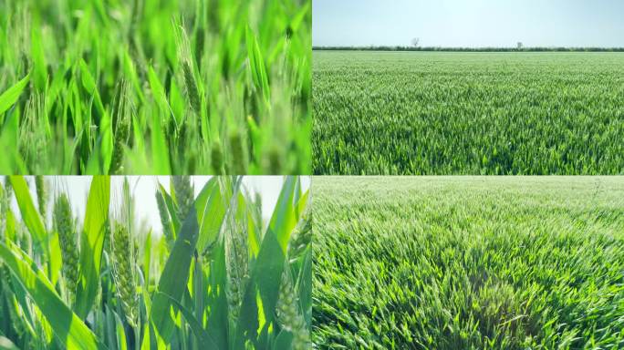 绿色小麦 麦穗 麦子