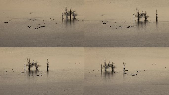 鹤飞过水墨画般的湿地湖面